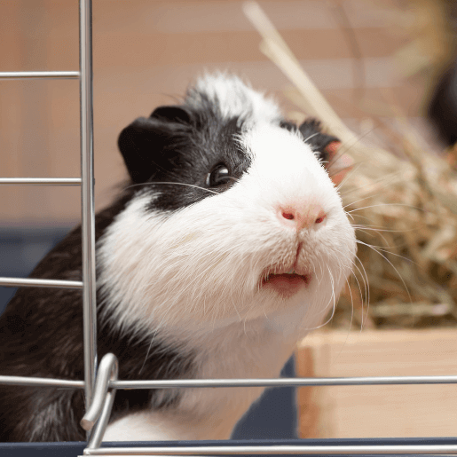 Exotic & Pocket Pets