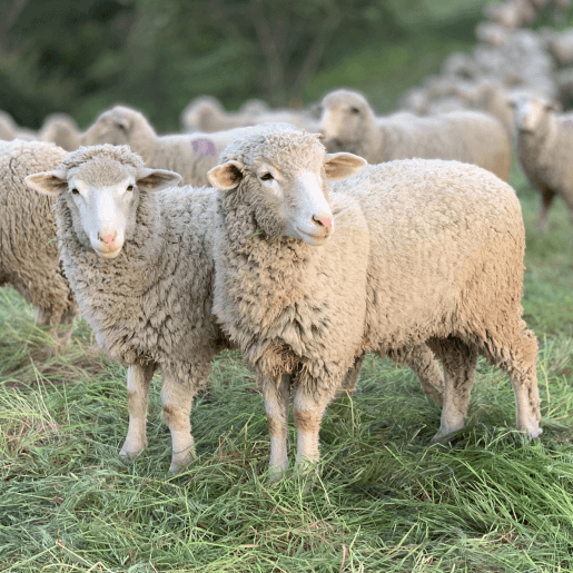 Farm & Large Animal Care