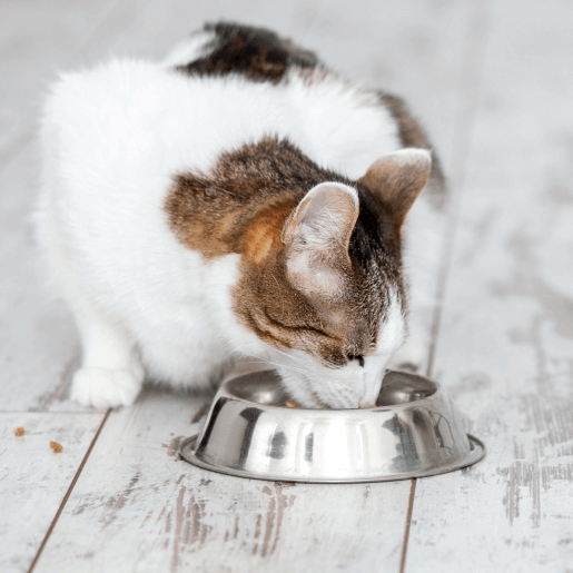 Nutrition Counseling