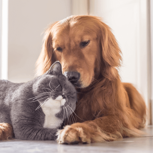 Small Animal Wellness Care